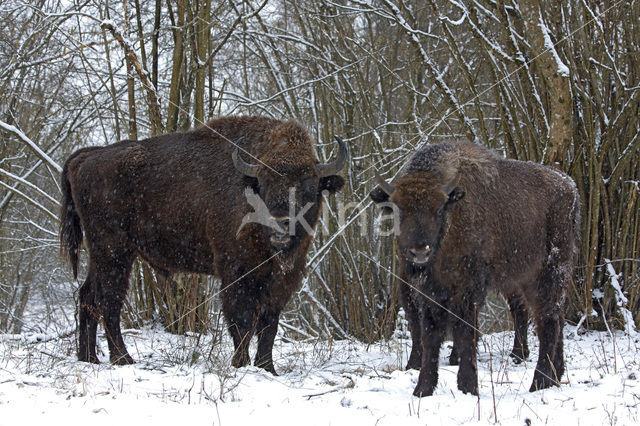 Wisent (Bison bonasus)