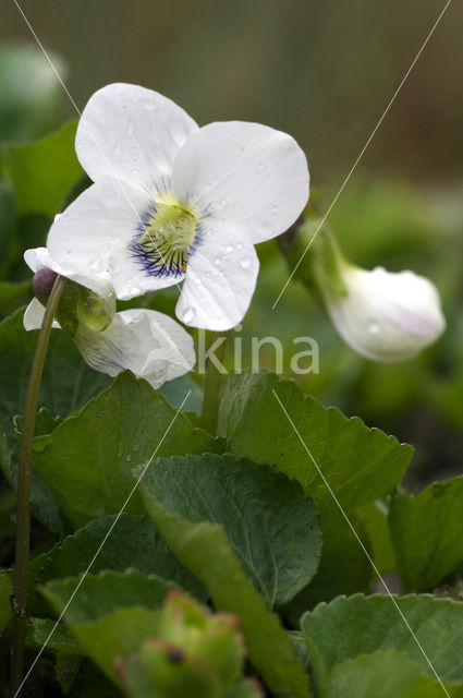 Wit viooltje (Viola alba)