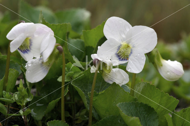 Wit viooltje (Viola alba)