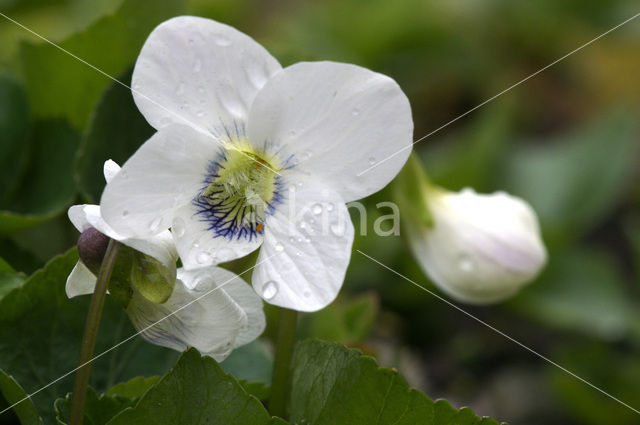 Wit viooltje (Viola alba)