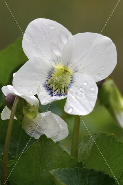 Wit viooltje (Viola alba)