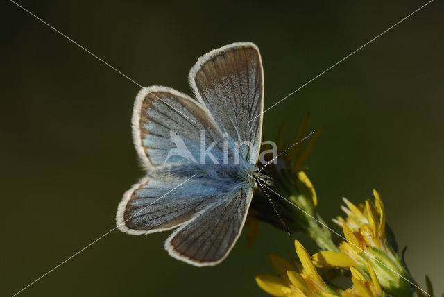 Witstreepblauwtje (Polyommatus damon)