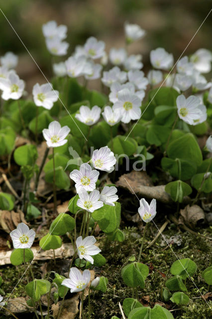 Wood-sorrel (Oxalis acetosella)