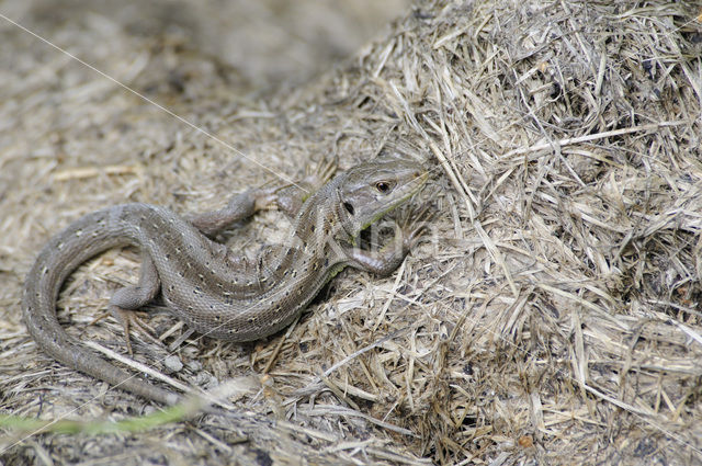 Zandhagedis (Lacerta agilis)