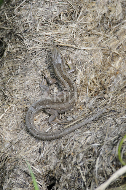 Zandhagedis (Lacerta agilis)