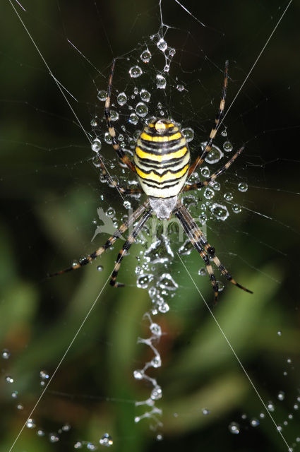 wasp spider (Argiope bruennichi)