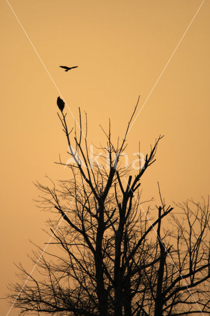 Zeearend (Haliaeetus albicilla)