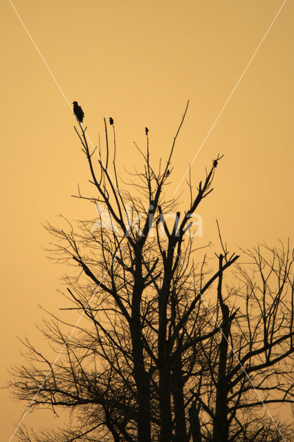 Zeearend (Haliaeetus albicilla)