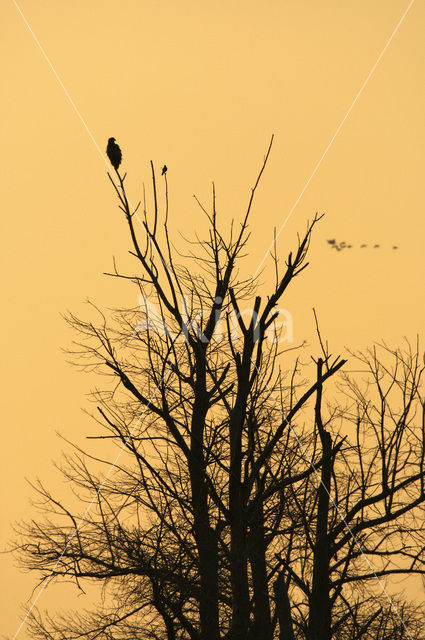 Zeearend (Haliaeetus albicilla)