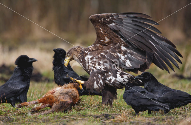 Zeearend (Haliaeetus albicilla)