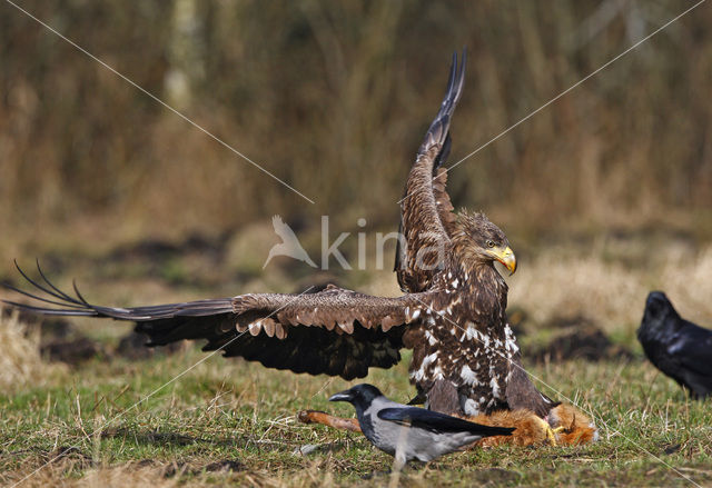 Zeearend (Haliaeetus albicilla)