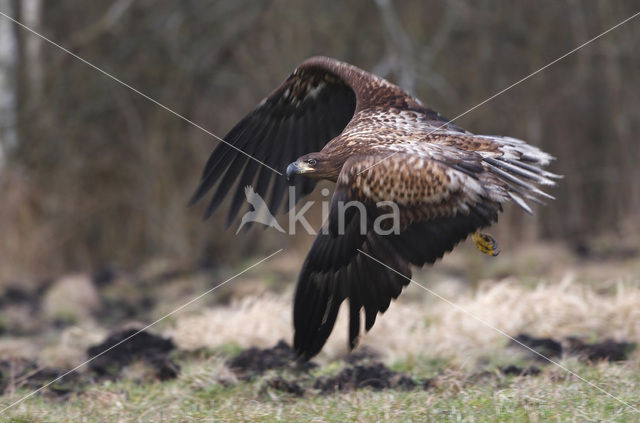 Zeearend (Haliaeetus albicilla)