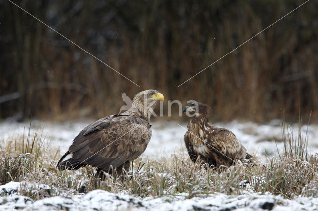 Zeearend (Haliaeetus albicilla)