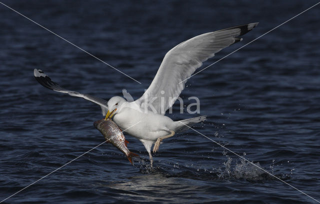 Zilvermeeuw (Larus argentatus)