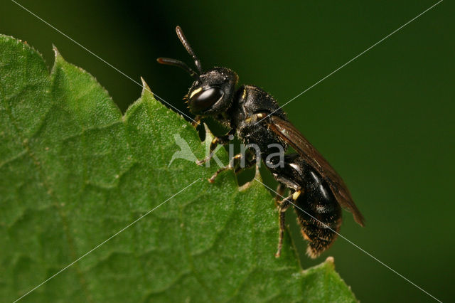 Zompmaskerbij (Hylaeus gredleri)