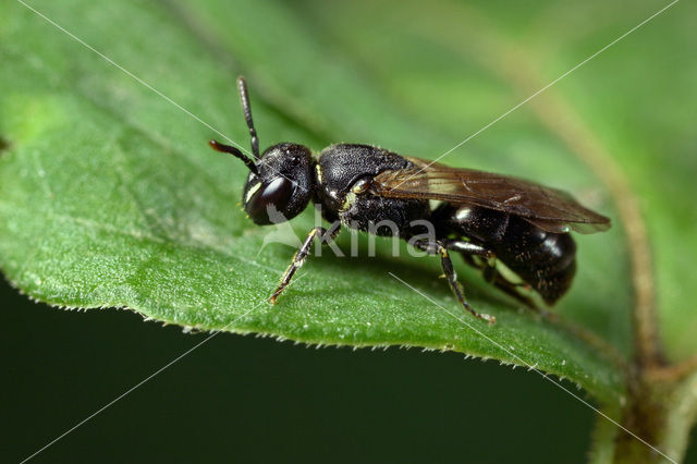 Zompmaskerbij (Hylaeus gredleri)