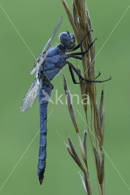 Zuidelijke oeverlibel (Orthetrum brunneum)