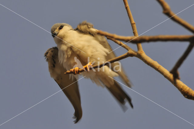 Zwaluwstaartwouw (Elanoides forficatus)