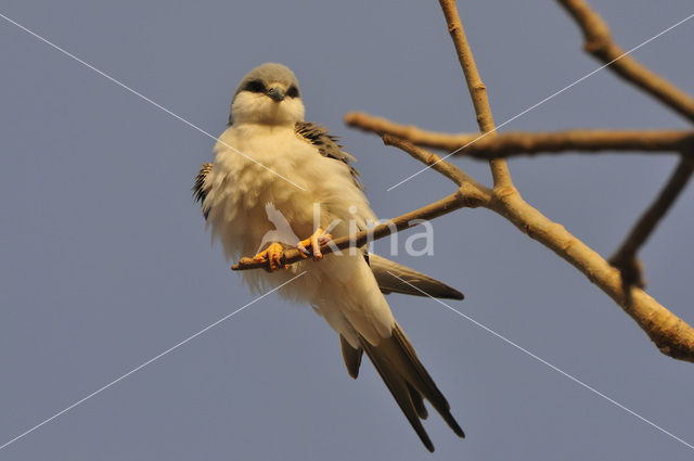 Zwaluwstaartwouw (Elanoides forficatus)