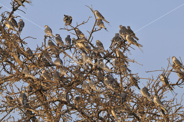 Zwaluwstaartwouw (Elanoides forficatus)