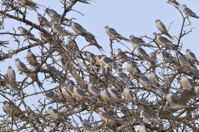 Zwaluwstaartwouw (Elanoides forficatus)