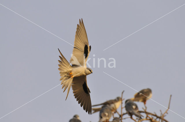 Zwaluwstaartwouw (Elanoides forficatus)