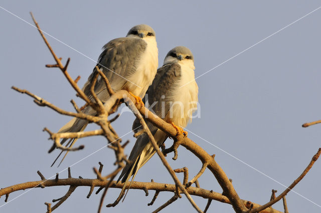 Zwaluwstaartwouw (Elanoides forficatus)