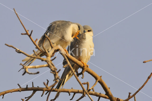 Zwaluwstaartwouw (Elanoides forficatus)