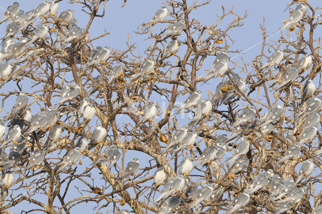 Zwaluwstaartwouw (Elanoides forficatus)