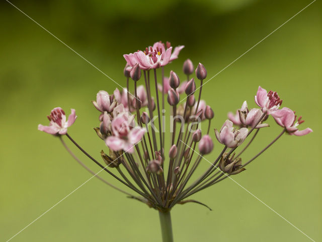 Zwanenbloem (Butomus umbellatus)