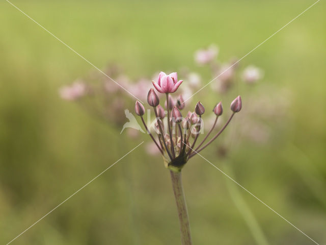 Flowering-rush (Butomus umbellatus)