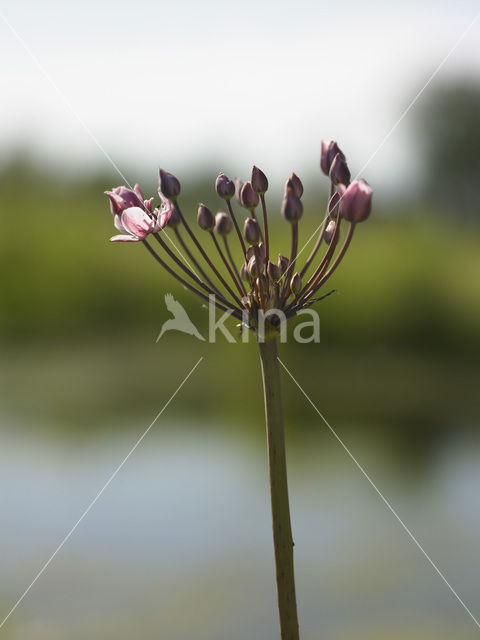 Zwanenbloem (Butomus umbellatus)