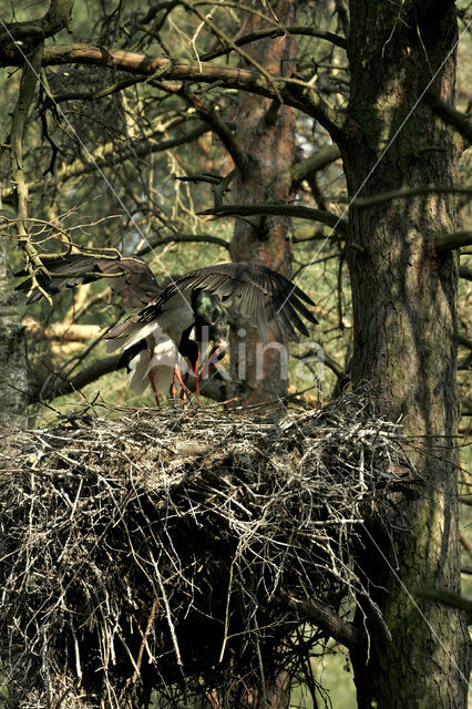 Zwarte Ooievaar (Ciconia nigra)