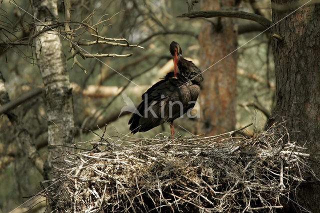 Zwarte Ooievaar (Ciconia nigra)