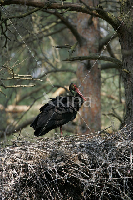 Zwarte Ooievaar (Ciconia nigra)