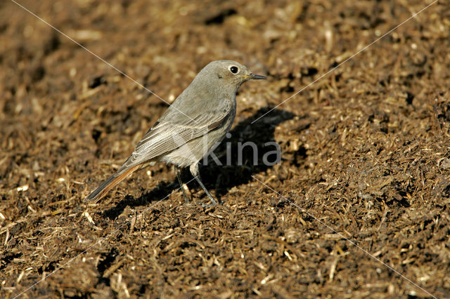 Zwarte Roodstaart (Phoenicurus ochruros)