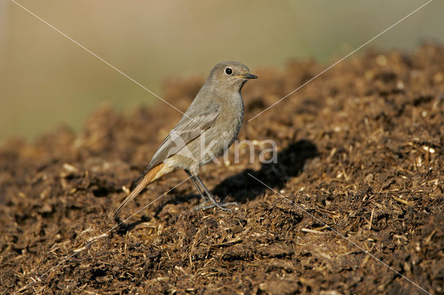 Zwarte Roodstaart (Phoenicurus ochruros)