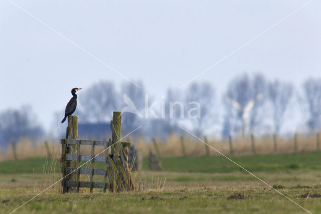 Aalscholver (Phalacrocorax carbo)