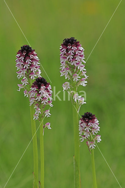 Aangebrande orchis (Neotinea ustulata)