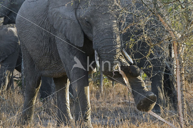 African elephant (Loxodonta africana)