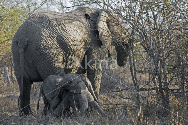 Afrikaanse olifant (Loxodonta africana)