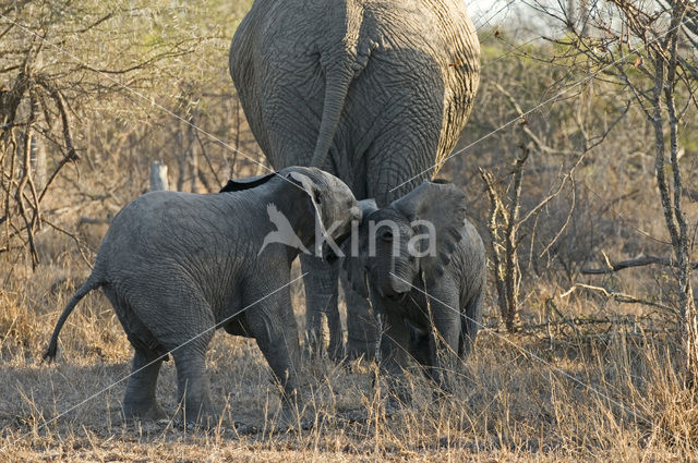 Afrikaanse olifant (Loxodonta africana)