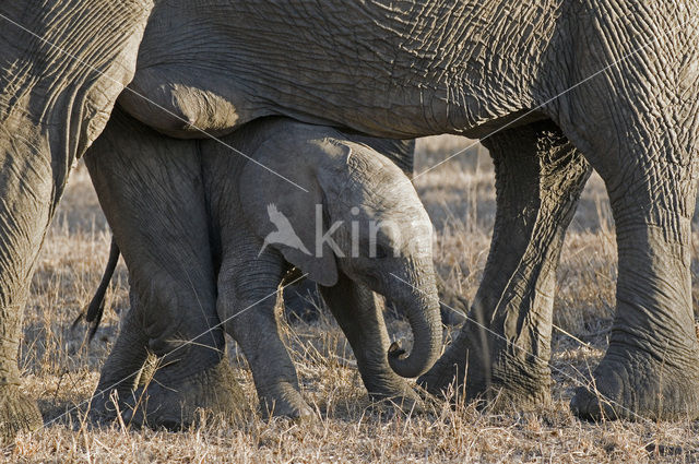 Afrikaanse olifant (Loxodonta africana)