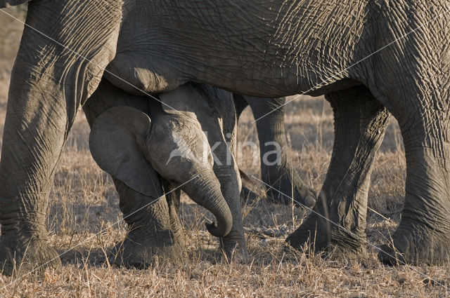 Afrikaanse olifant (Loxodonta africana)