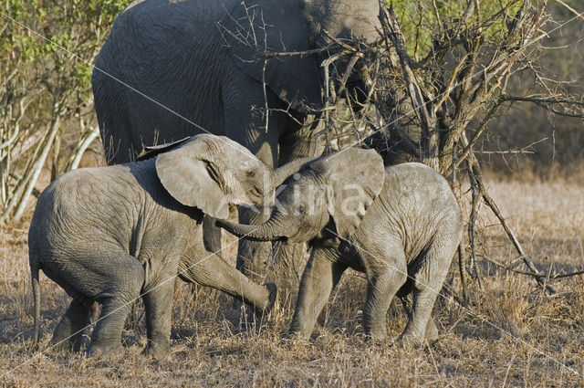 Afrikaanse olifant (Loxodonta africana)