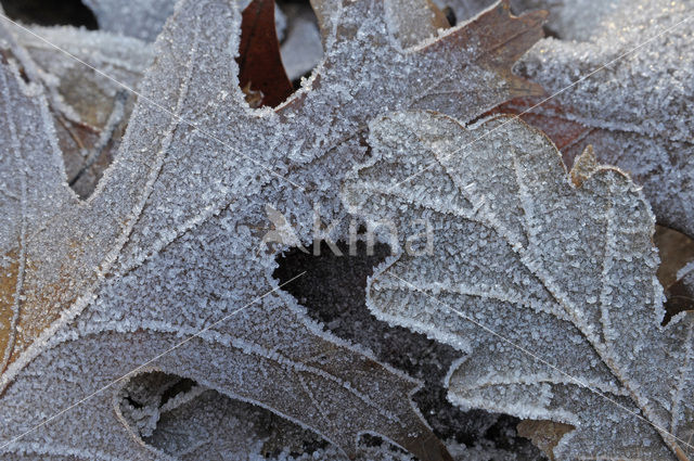 Amerikaanse eik (Quercus rubra)