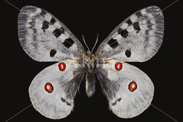 Apollovlinder (Parnassius apollo)