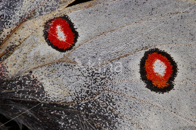 Apollovlinder (Parnassius apollo)