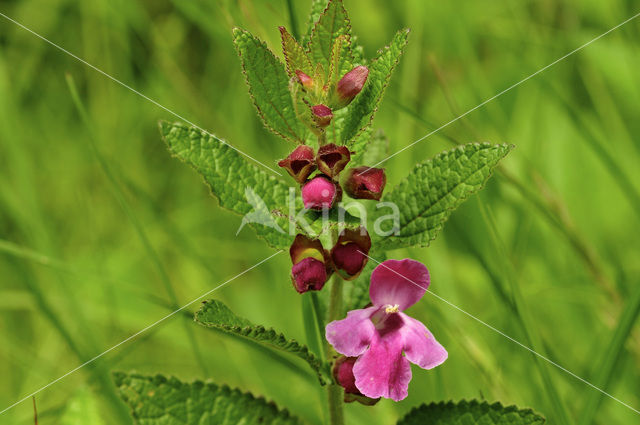 Bastaardmelisse (Melittis melissophyllum)