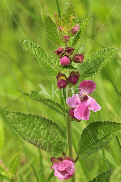 Bastaardmelisse (Melittis melissophyllum)